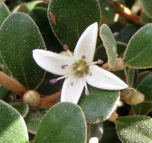 White Correa Bonsai