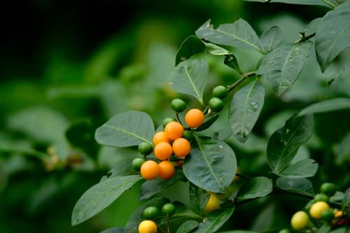 Twoleaf Nightshade Bonsai