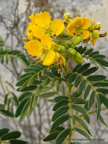 Buttercup Bush