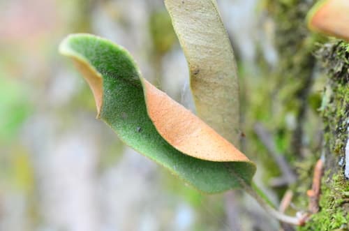 Tongue Fern Bonsai