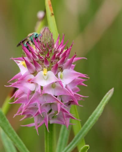 Drumheads Milkwort