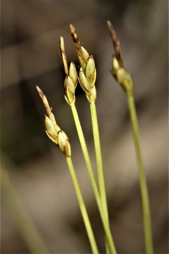 Bristle-stalked Sedge Bonsai