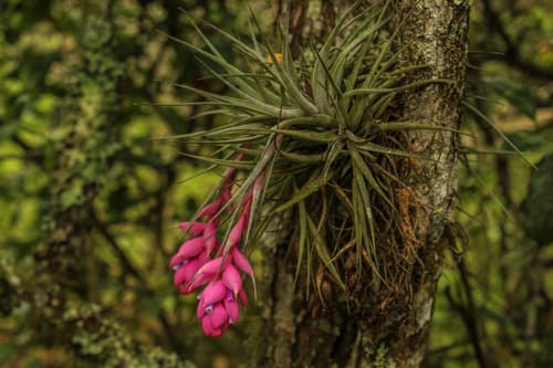 upright airplant