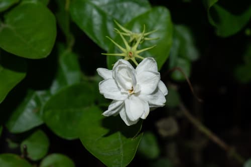 Arabian Jasmine Bonsai