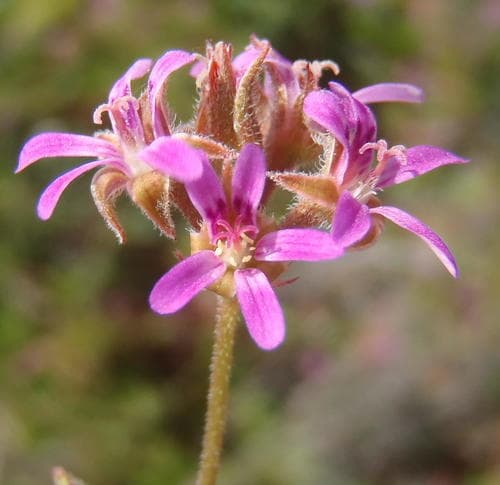 Coconut Geranium