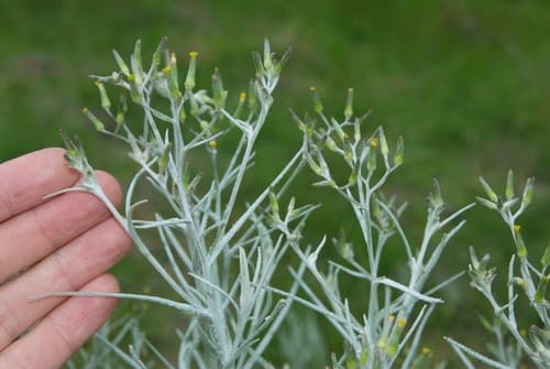 Cotton Burnweed
