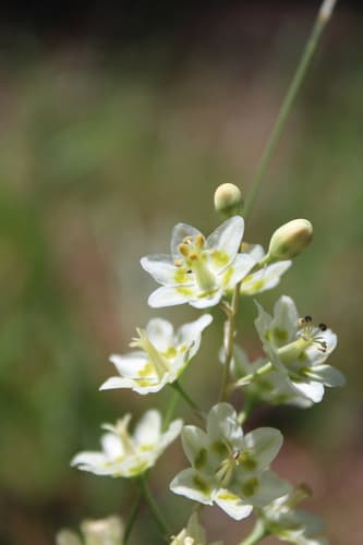 Mountain Deathcamas