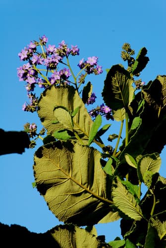 fiberglass plant