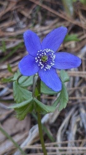 Oregon Anemone