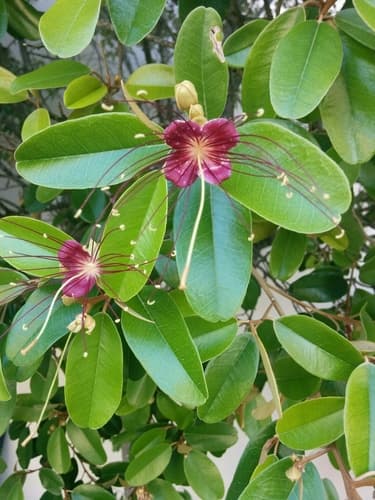 Jamaican Caper Bonsai