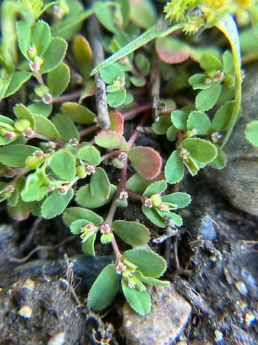 Thymeleaf Sandmat