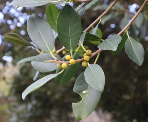 Port Jackson fig