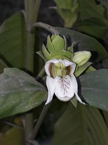 Malabar nut
