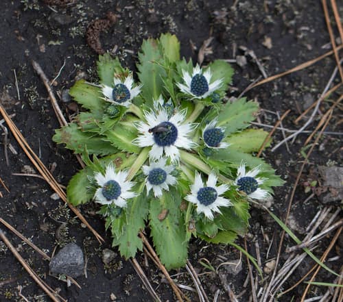 Toad's Herb