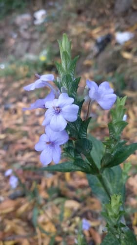 Blue Eranthemum