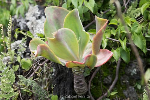 Metallic Echeveria
