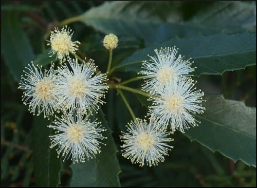 Callicoma Plant