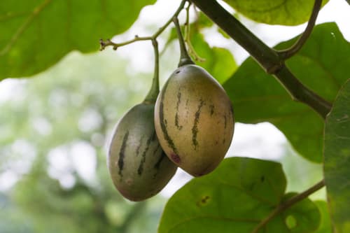 Tamarillo Bonsai