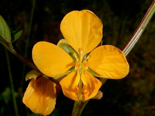 Coffee Senna