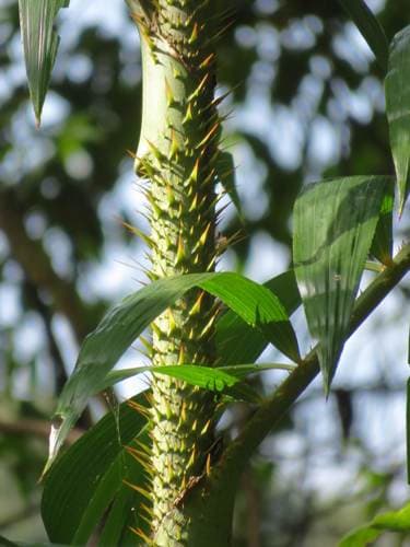 Yellow Rotang Palm