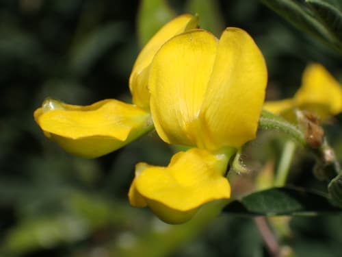 Pigeon Pea Bonsai