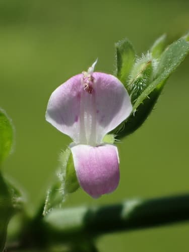 Chinese Dicliptera