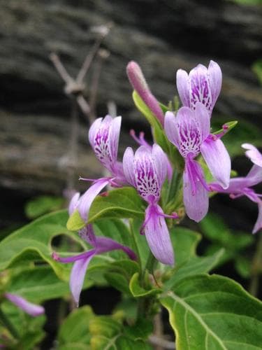 Ribbon Plant