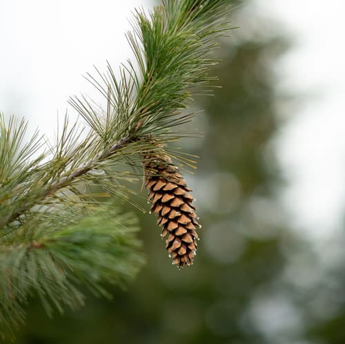 Western White Pine Bonsai
