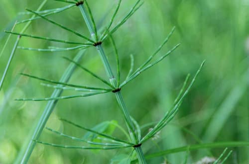 Marsh Horsetail