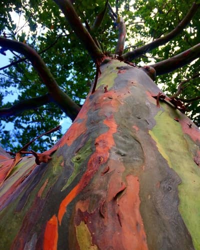 Rainbow Gum Bonsai