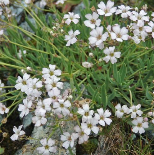 Creeping Baby's-breath