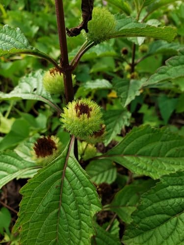 false ironwort