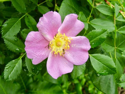 Carolina Rose
