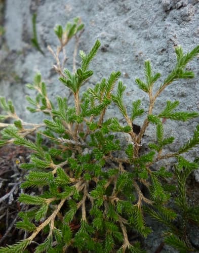 Bigelow's Spikemoss