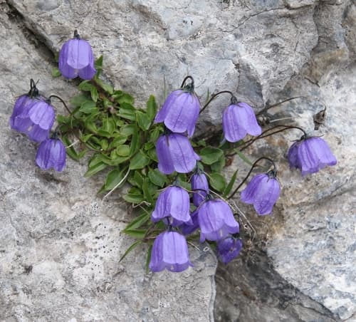 Fairy's-thimble