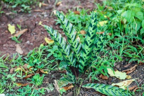 Rattlesnake-plant
