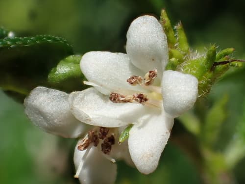 Fukien tea tree
