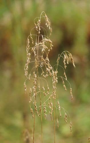 Tufted Hair Grass Bonsai