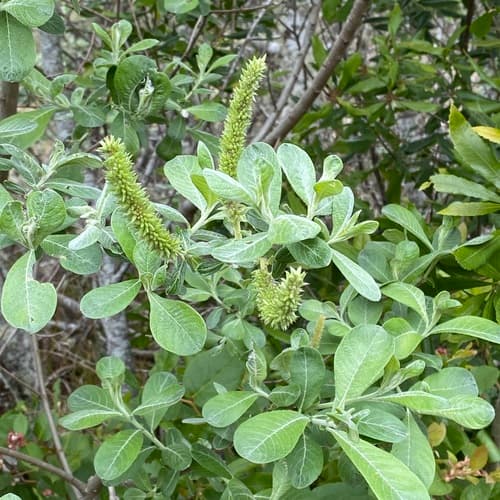 Coastal Willow Bonsai