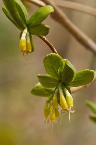 Eastern Leatherwood Bonsai