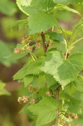 Blackcurrant Bonsai