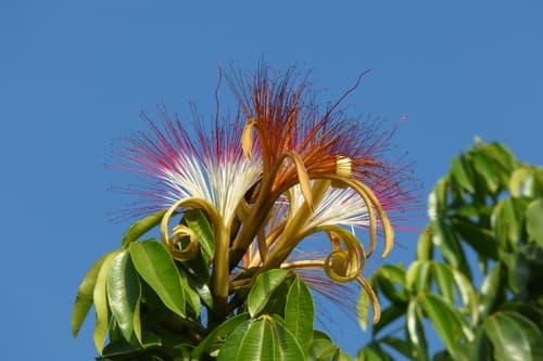 provision tree