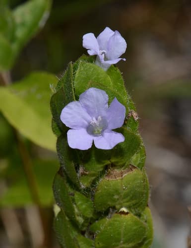 Browne's Blechum