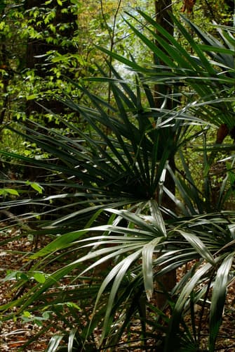 Needle Palm Bonsai