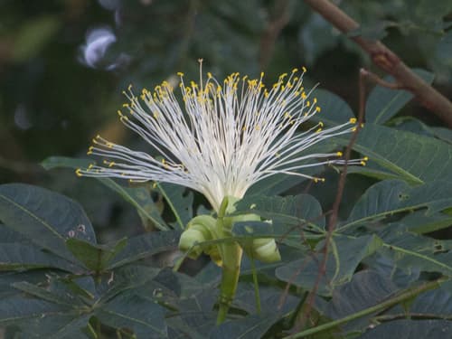 Saba Nut Tree Bonsai