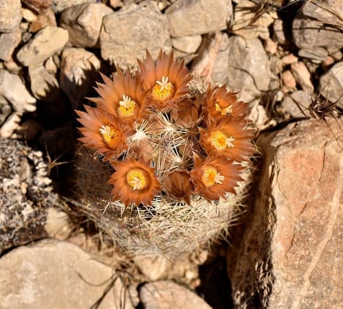 Desert Spinystar