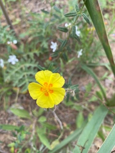 Helianthemum hirtum Bonsai