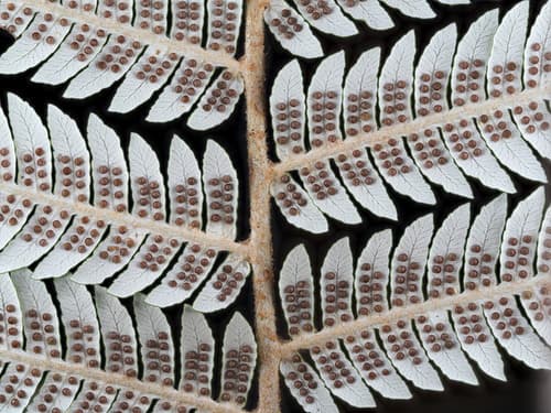 Silver Fern