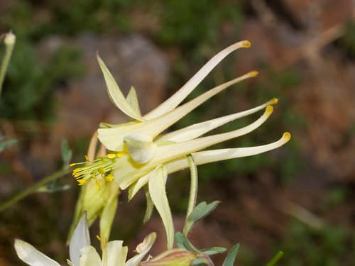 Sierra Columbine