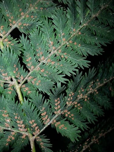 Crepe fern